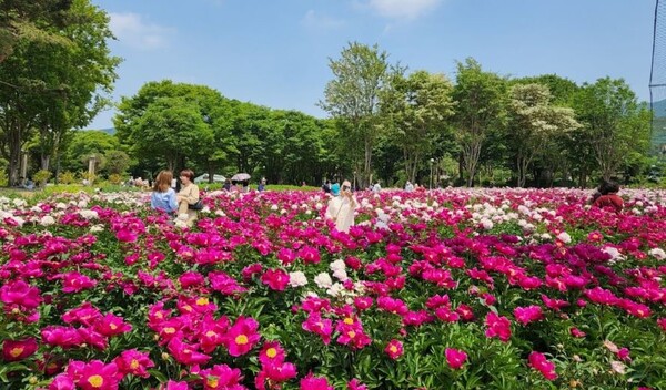 오는 5월부터 서울대공원에 6만송이 모란·작약꽃이 가득할 전망이다. [사진: 서울시청]